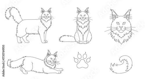 Charming line art illustrations of a majestic Maine Coon cat in various poses and details.