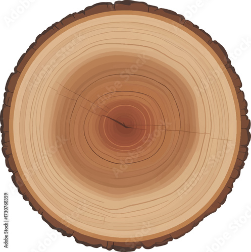 cross section of tree stump
