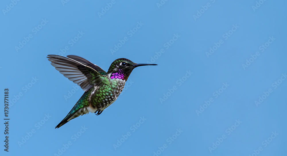 Fototapeta premium Tiny hummingbird with iridescent feathers in flight against a clear blue sky