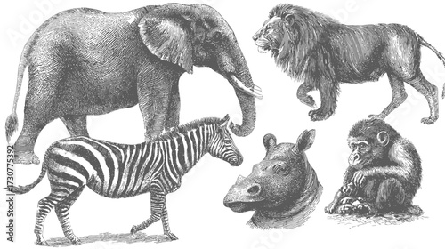 Vintage scientific engravings of African wild animals collection: elephant, lion, zebra, rhinoceros, and monkey. Detailed black and white illustrations.