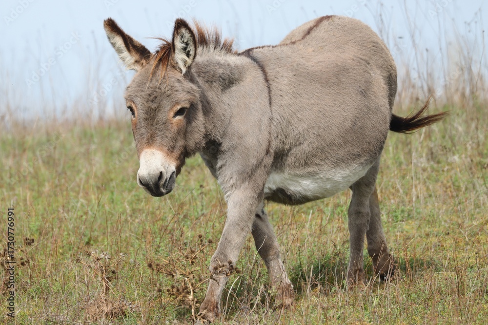 Fototapeta premium ane gris