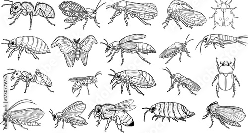 Vector art of collection of various insects