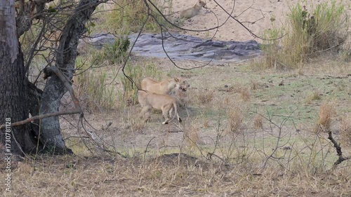 Löwin oder Löwe im Busch vom Krüger National Park - Kruger Nationalpark Südafrika
