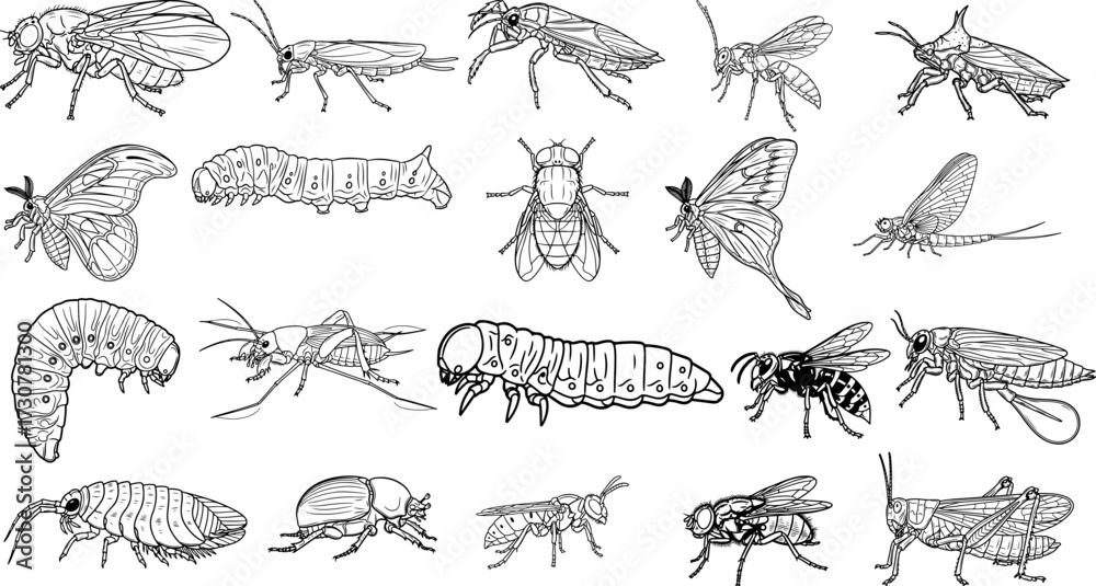 Fototapeta premium Vector art of assortment of different insects