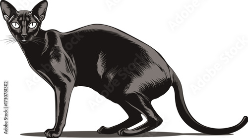 Elegant black cat illustration with sleek body and large ears. Mysterious domestic feline vector art in a graceful, ready pose.