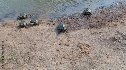 Gezähnte Scharnierschildkröte - Serrated hinged terrapin im Krüger National Park Südafrika