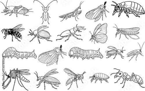 Vector art of collection of various insects