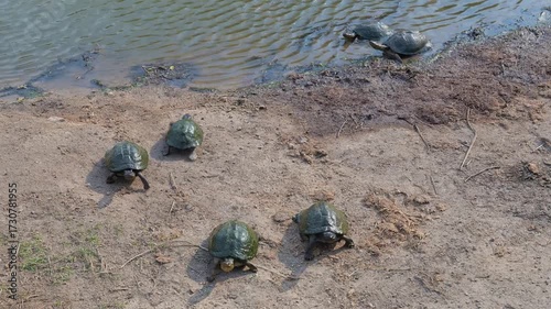 Gezähnte Scharnierschildkröte - Serrated hinged terrapin im Krüger National Park Südafrika