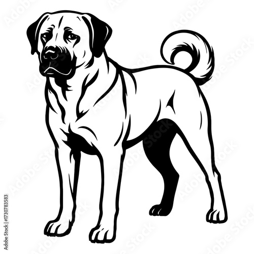 Anatolian Shepherd Dog Vector Illustration - Livestock Guardian Graphic