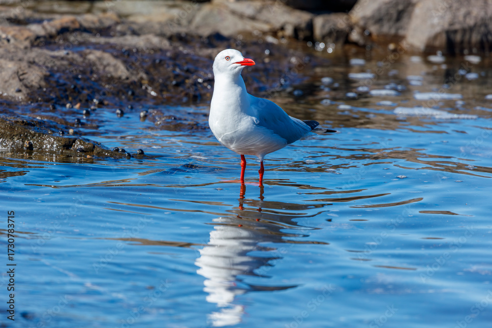 Fototapeta premium Photograph of a Silver Gull standing in sea water along a rugged coastline near the town of Shellharbour in the Illawarra region of NSW, Australia.