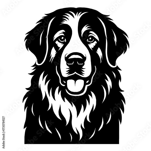 Bernese Mountain Dog Head Vector Illustration - Friendly Pet