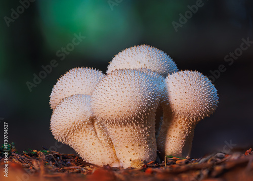 Close-up of a spiky white mushroom growing on forest ground among fallen leaves and twigs