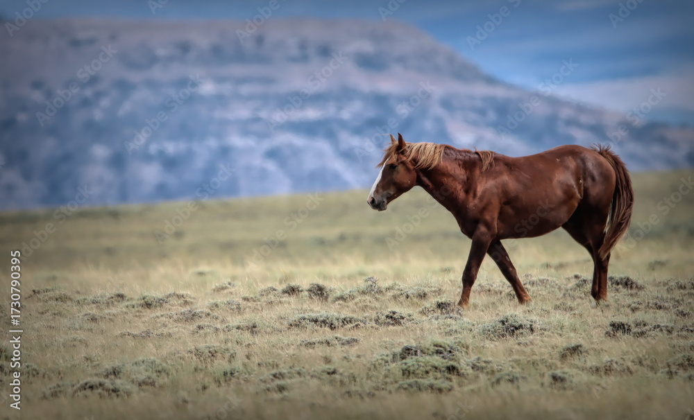 Obraz premium Wild Horse Landscape in Salt Wells Creek HMA, Wyoming
