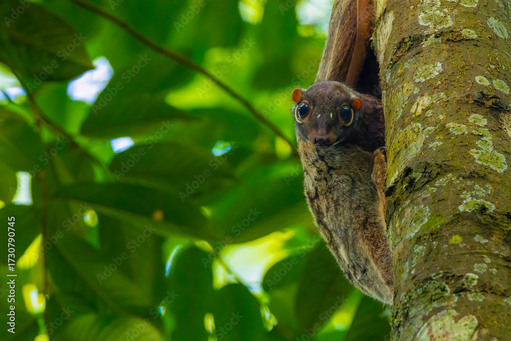 Fototapeta premium flying squirrel baby