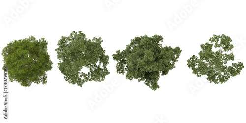 Quadro su tela Collection of platycladus,populus trees on transparent background from the top v