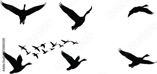 Duck silhouettes flying, migratory bird flock, V formation flight, wildlife in motion, nature background, waterfowl migration, freedom concept, bird illustration design