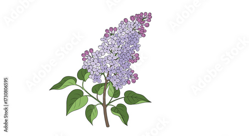 A single cluster of fragrant lilac flowers on a branch with green leaves.