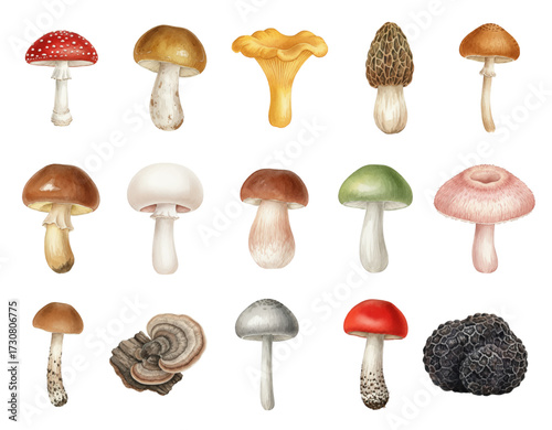 Set of Various Watercolor Edible and Poisonous Mushrooms