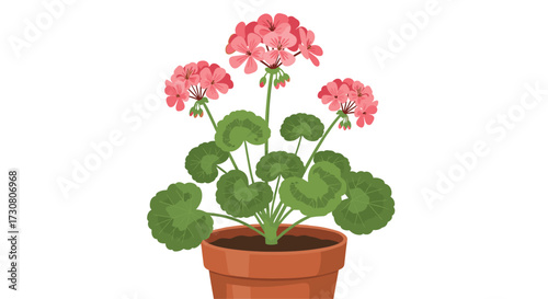 A vibrant pink flowering geranium plant in a terracotta pot.
