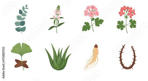 Botanical illustrations showcasing various medicinal plants and their leaves