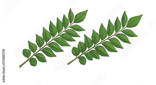 Two symmetrical green leaf branches on a white background for design.
