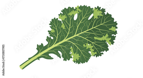 Green kale leaf with serrated edges and visible veins showing its healthy texture.