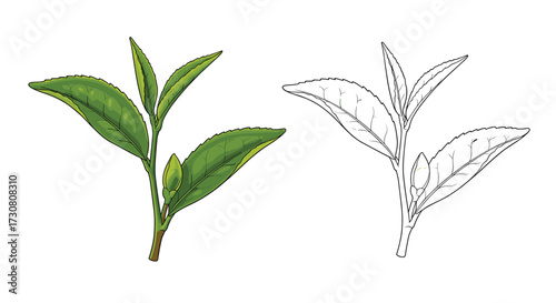 Green tea leaves are a natural beverage rich in antioxidants and health benefits for wellbeing.