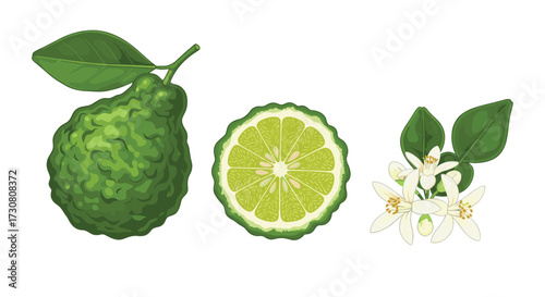 Kaffir lime fruit with a slice and fragrant blossoms on a white background.