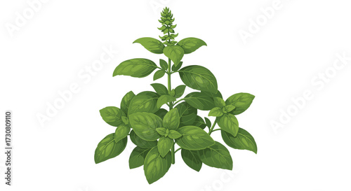 Fragrant green basil plant leaves growing tall with edible herb flowers for culinary and medicinal uses.