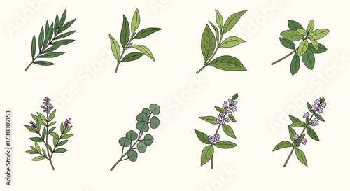 A curated collection of fresh green herb leaves and sprigs ideal for culinary and decorative purposes.