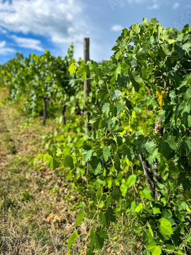 Rows of vineyards in summer. Vineyard with rows of grapes and vines In Chianti region in Tuscany, Italy