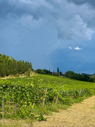 Rows of vineyards in summer. Vineyard with rows of grapes and vines In Chianti region in Tuscany, Italy