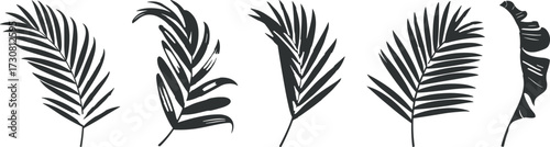 Tropical leaf silhouettes set, botanical foliage graphics, palm leaf vector icons, exotic plant shapes, nature design elements, black leaf collection