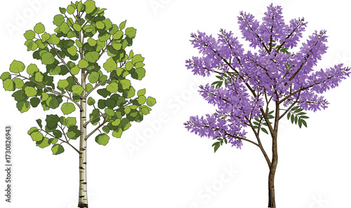 Green aspen tree and purple flowering jacaranda tree illustration, botanical nature artwork, seasonal foliage design, colorful garden decorative landscape background