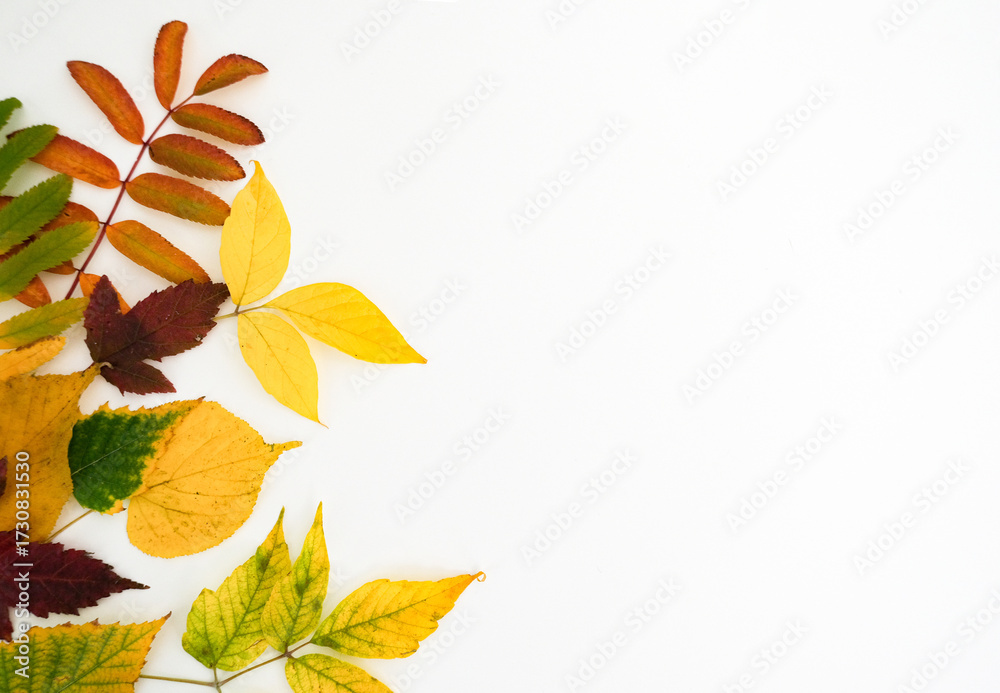 Obraz premium Autumn simple background with a fallen colorful leaves on white background with place for text