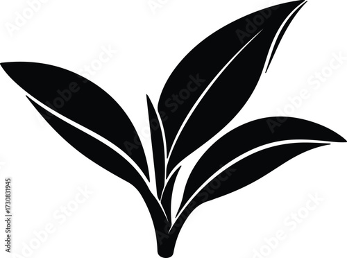 Vector Young tea leaves fresh sprout silhouette Illustrator