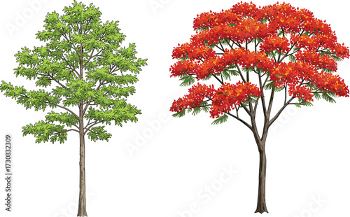Green leafy tree and red flowering tree illustration, natural forest foliage, vibrant garden landscape, botanical seasonal artwork, colorful nature design background