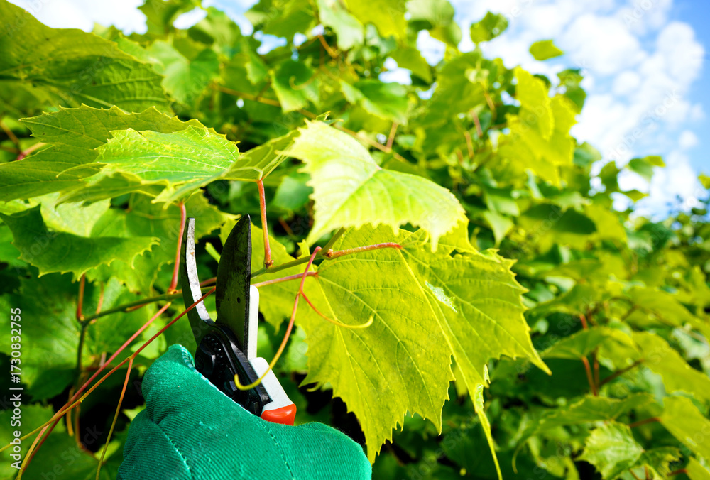 Fototapeta premium Cut branch use branch cutter on vineyard. Cutting branches on grapes use pruning shears. Trimming Grapevines branch on vineyard farm. Pruning grapevines with clippers. Grape vine pruning tools.