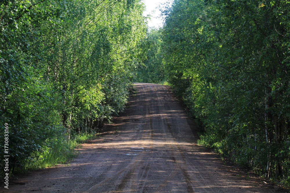 Obraz premium Dirt road in a summer forest