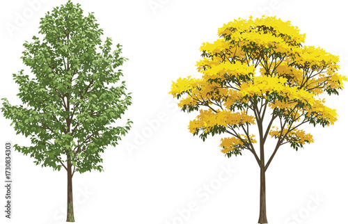 Green leafy tree and yellow flowering tree illustration, seasonal nature artwork, botanical landscape design, colorful foliage garden, natural forest background