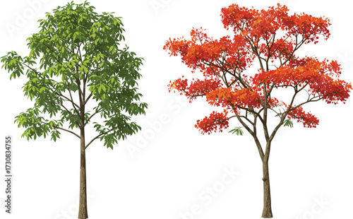 Green leafy tree illustration with vibrant red flowering tree, tropical nature artwork, seasonal foliage design, botanical garden, outdoor landscape background