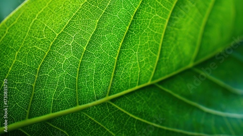 Vibrant green leaves display detailed vein patterns under natural light. The close-up captures the texture and freshness of the leaves showcasing natures beauty in a peaceful outdoor setting.