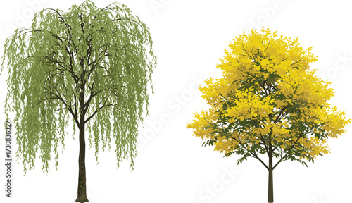 Green willow tree and yellow autumn tree illustration, seasonal foliage design, botanical nature artwork, vibrant garden vegetation, colorful natural forest