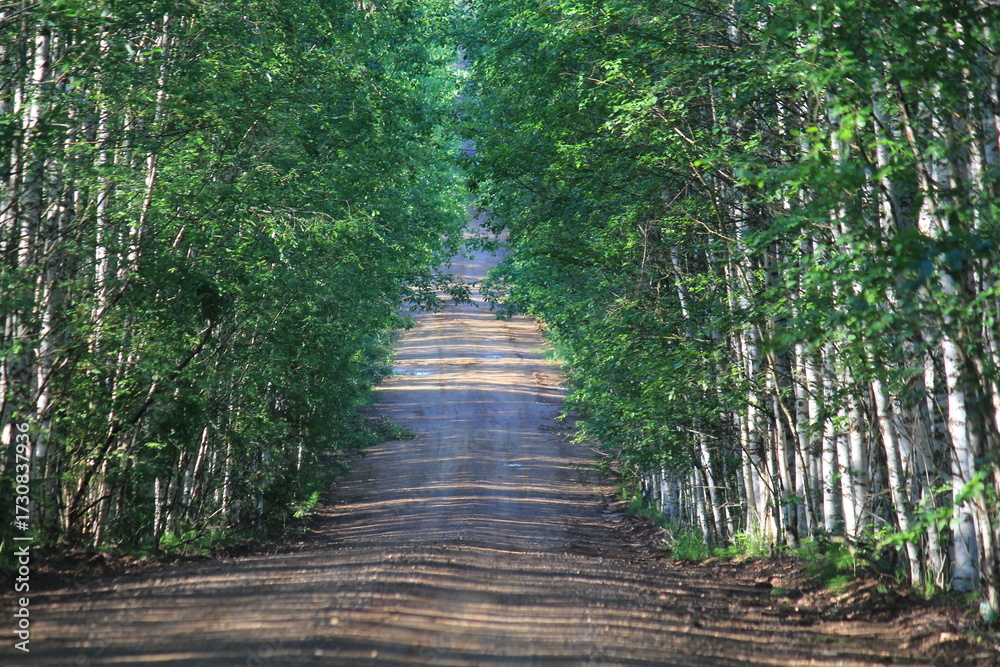 Obraz premium A dirt road in a birch forest on a summer day
