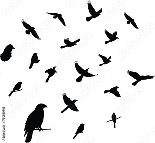 Bird Silhouette Flying and Sitting Vector Design .