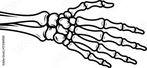 Anatomical skeletal hand illustration for medical study and halloween decor