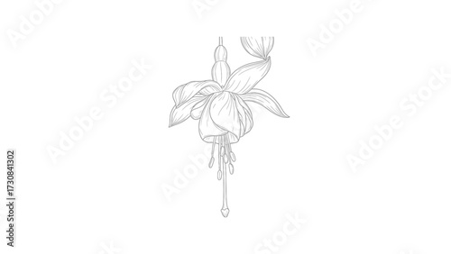 A delicate, minimalist pencil sketch of a single hanging fuchsia flower on a clean white background.