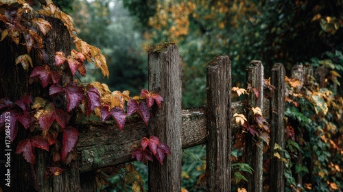 Rustic wooden fence covered in climbing autumn ivy