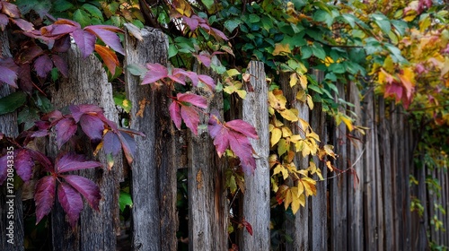Rustic wooden fence covered in climbing autumn ivy