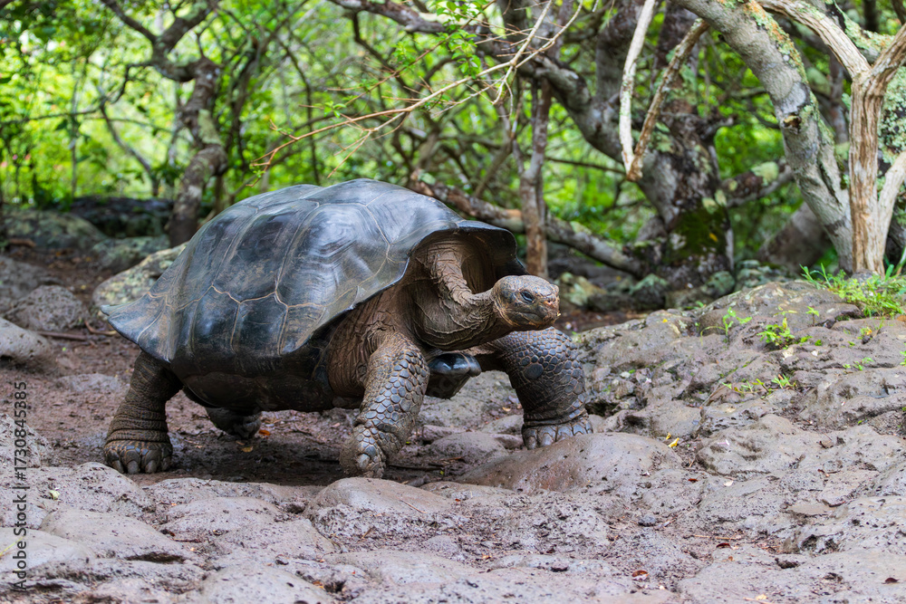 Naklejka premium Giant Tortoise or turtle walking through mud in forest on the island of Santa Cruz in the Galapagos